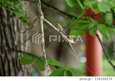 新緑の森のキビタキ 138109254