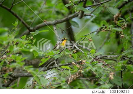 新緑の森のキビタキ 138109255