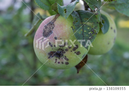 Close-up of apple tree affected by scab disease with leaves showing damage Close-up of apple tree affected by scab disease with leaves showing damage 138109355