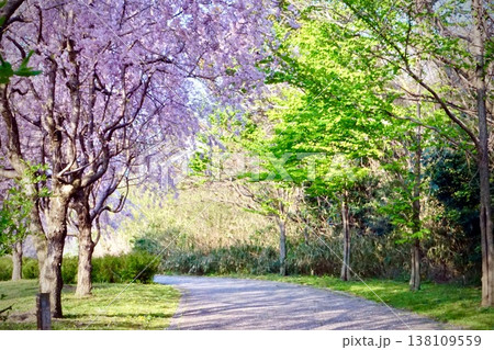 愛知県大府市 健康の森公園に咲き誇る桜と新緑の並木 138109559