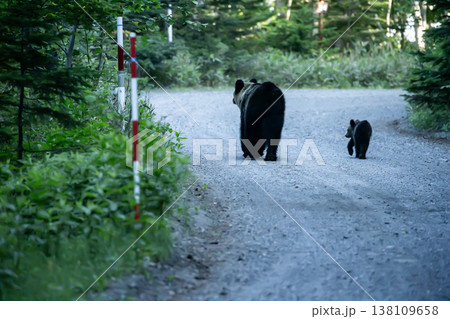 林道の親子グマ 138109658