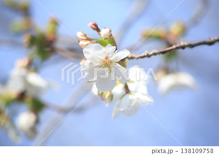 白い桜の花 白い桜の花 138109758