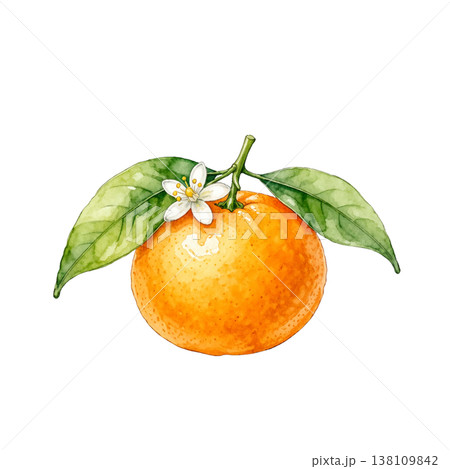 水彩　アンティーク　夏みかん　花・葉付き　AI 138109842