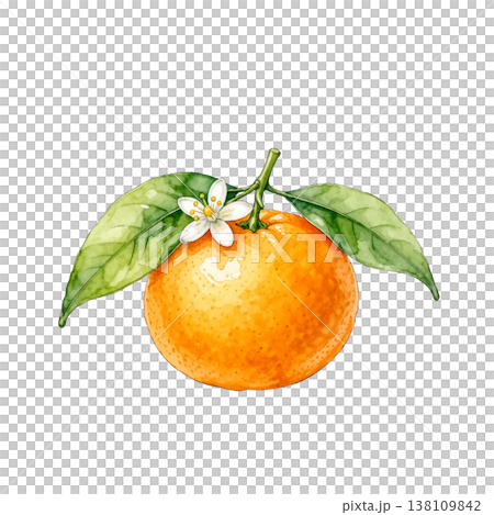 水彩　アンティーク　夏みかん　花・葉付き　AI 138109842