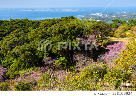 沖縄県国頭郡本部町 もとぶ八重岳桜まつり開催の八重岳山頂付近から海と伊江島を望む琉球寒緋桜の山 沖縄県国頭郡本部町 もとぶ八重岳桜まつり開催の八重岳山頂付近から海と伊江島を望む琉球寒緋桜の山 138109924
