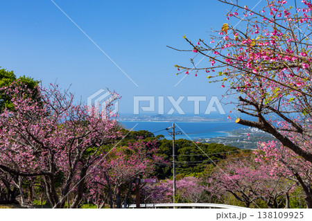 沖縄県国頭郡本部町 もとぶ八重岳桜まつり開催の八重岳山頂付近から海と伊江島を望む琉球寒緋桜の山 沖縄県国頭郡本部町 もとぶ八重岳桜まつり開催の八重岳山頂付近から海と伊江島を望む琉球寒緋桜の山 138109925
