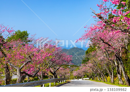 沖縄県国頭郡本部町　もとぶ八重岳桜まつり開催の八重岳山頂付近から海を望む琉球寒緋桜の並木 138109982