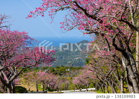 沖縄県国頭郡本部町 もとぶ八重岳桜まつり開催の八重岳山頂付近から海を望む琉球寒緋桜の並木 沖縄県国頭郡本部町 もとぶ八重岳桜まつり開催の八重岳山頂付近から海を望む琉球寒緋桜の並木 138109983