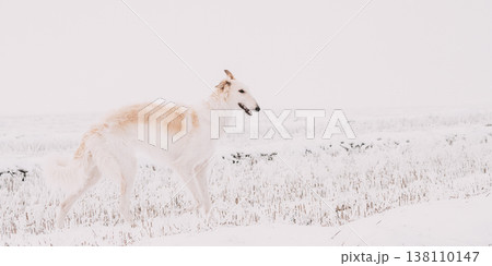 Russian Wolfhound Hunting Sighthound Russkaya Psovaya Borzaya Dog During Hare-hunting At Winter Day In Snowy Field 138110147