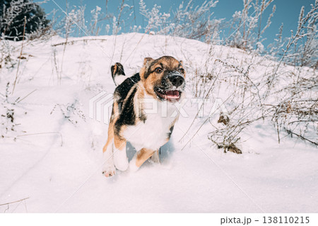 Puppy Of Mixed Breed Dog Playing In Snowy Forest In Winter Day 138110215