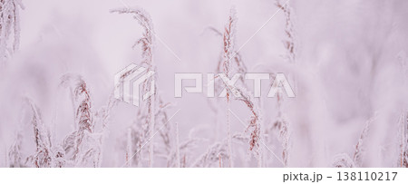 Beautiful Snowy White Grass In Winter Frosty Day Beautiful Snowy White Grass In Winter Frosty Day 138110217