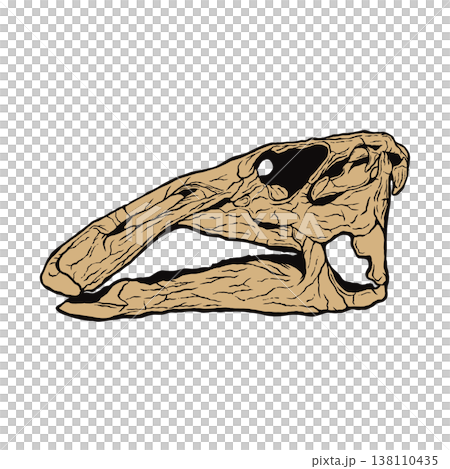 Edmontosaurus skull fossil 138110435