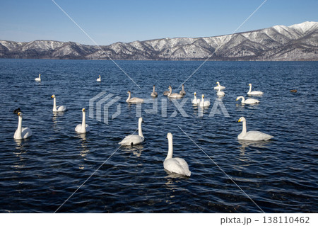 屈斜路湖の白鳥 屈斜路湖の白鳥 138110462