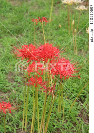 秋の花 彼岸花 57 秋の花 彼岸花 57 138110697