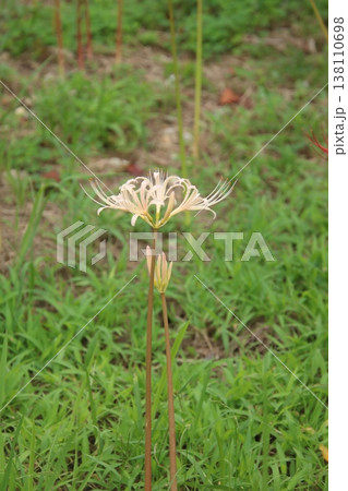 秋の花 彼岸花 58 秋の花 彼岸花 58 138110698