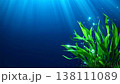 脱炭素社会へ海洋からのアプローチ：太陽の光が差し込み、水草が揺れる水中、ブルーカーボンをイメージした 138111089