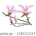 早春にピンク色の大きな花をつけるコブシ 138111337