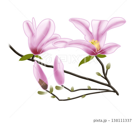 早春にピンク色の大きな花をつけるコブシ 早春にピンク色の大きな花をつけるコブシ 138111337