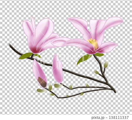 Magnolia kobus, which bears large pink flowers in early spring. 138111337