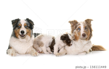 adult and puppies australian shepherd adult and puppies australian shepherd 138111449