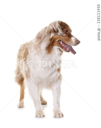 female australian shepherd female australian shepherd 138111450
