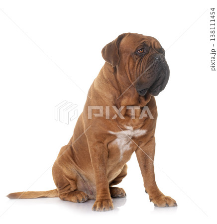 Dogue de Bordeaux Dogue de Bordeaux 138111454