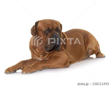 Dogue de Bordeaux 138111455