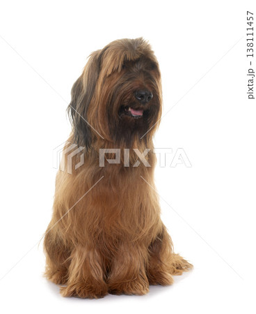 Briard in studio Briard in studio 138111457