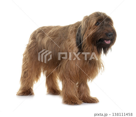 Briard in studio 138111458