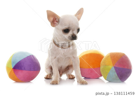 puppy chihuahua in studio 138111459