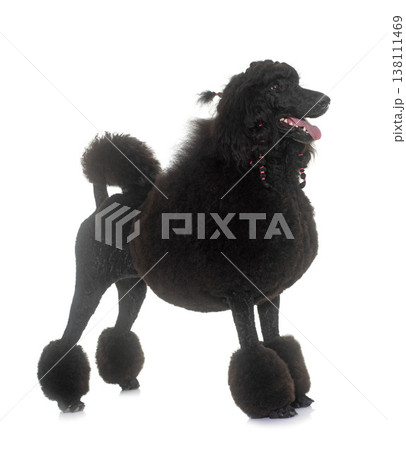 standard black poodle 138111469