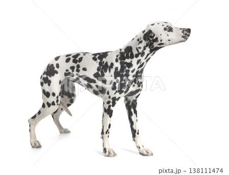 dalmatian in studio 138111474