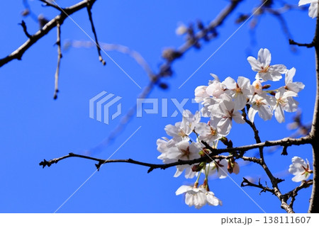 戸田市 喜沢の桜 一分咲き 戸田市 喜沢の桜 一分咲き 138111607