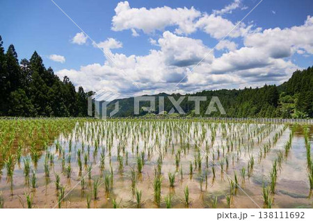 【四谷千枚田】田植えの終わった田園風景 【四谷千枚田】田植えの終わった田園風景 138111692