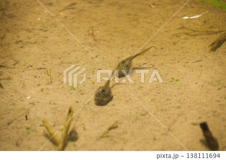 田んぼの水中を泳ぐオタマジャクシ 138111694