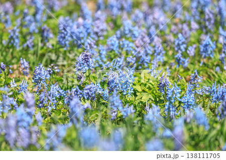 北海道芦別市、旭ヶ丘公園を優しく彩るエゾエンゴサク【4月】 北海道芦別市、旭ヶ丘公園を優しく彩るエゾエンゴサク【4月】 138111705