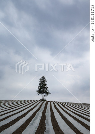 ゼブラの丘 ゼブラの丘 138111718