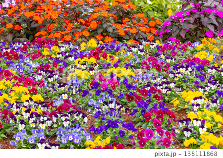 パンジーなどいろいろな花が咲くカラフルな花畑 パンジーなどいろいろな花が咲くカラフルな花畑 138111868