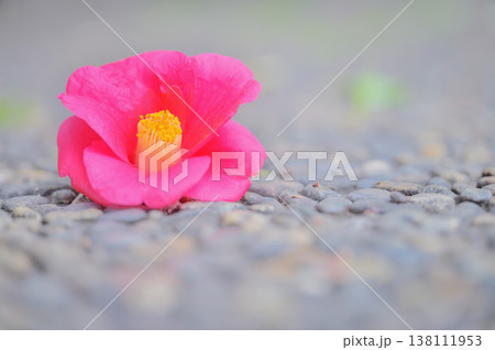 地面に落ちた椿の花と余白 138111953