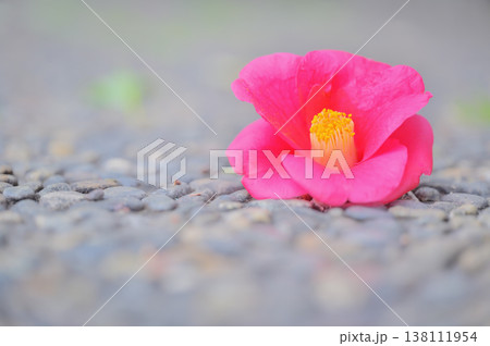 地面に落ちた椿の花と余白 138111954