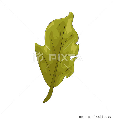 Illustration of leaf 138112055
