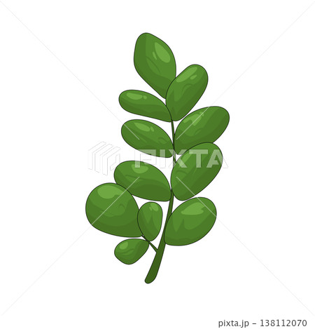 Illustration of leaf Illustration of leaf 138112070