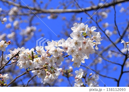 戸田市　桜　三分咲き 138112093