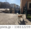 トルコ　イスタンブール　猫のいる風景 138112239
