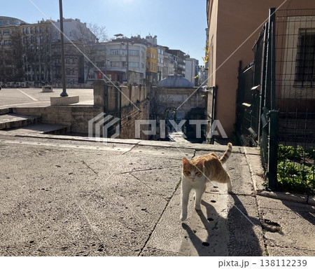 トルコ　イスタンブール　猫のいる風景 138112239
