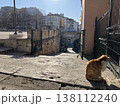 トルコ　イスタンブール　猫のいる風景 138112240