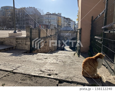 トルコ　イスタンブール　猫のいる風景 138112240