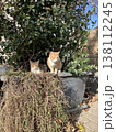 トルコ　イスタンブール　猫のいる風景 138112245