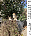 トルコ　イスタンブール　猫のいる風景 138112246