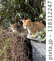 トルコ　イスタンブール　猫のいる風景 138112247
